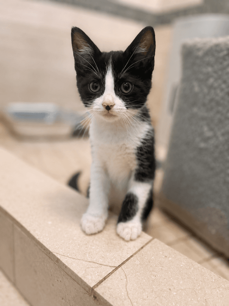 Corridale - Domestic Medium Hair