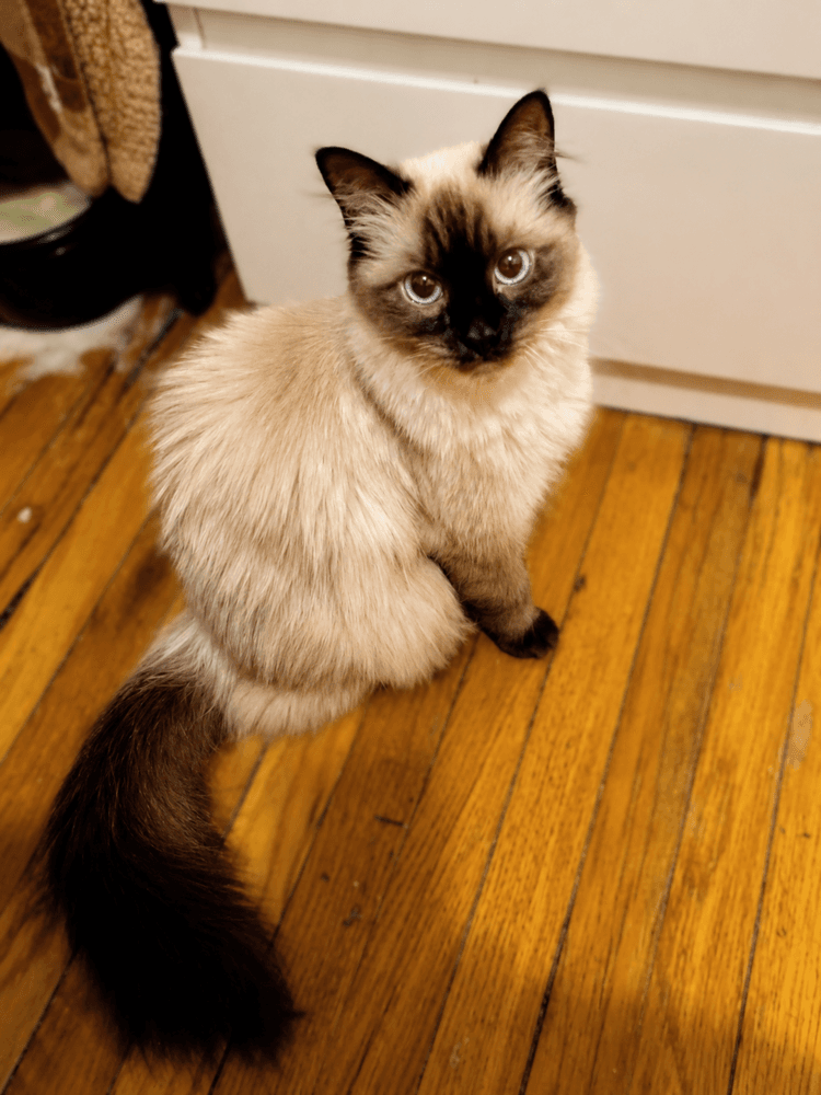 Blue - Siamese