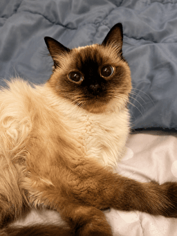 Blue image 4