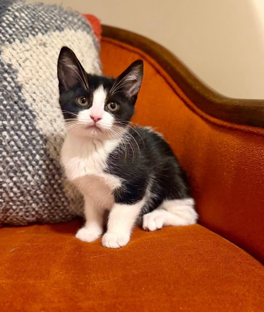 Peep - Domestic Short Hair