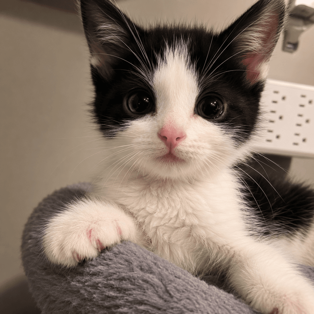 Endeavor - Domestic Short Hair