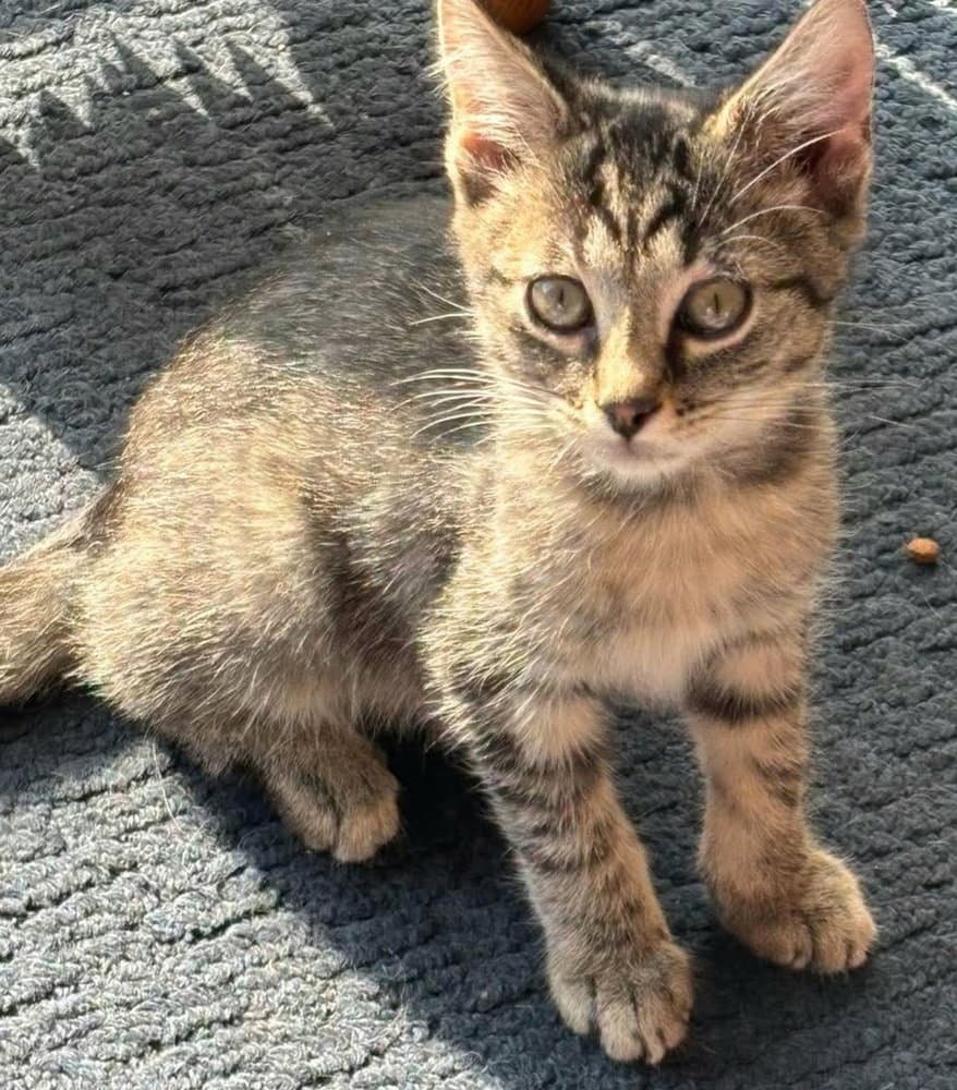 Izzy - Domestic Short Hair