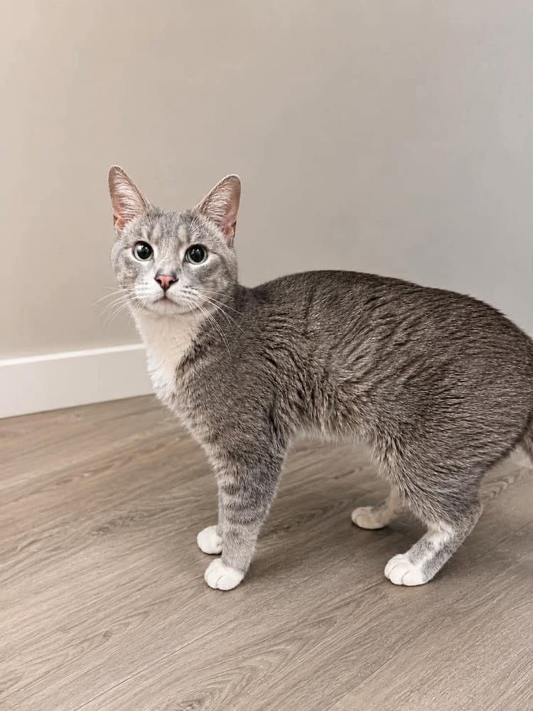 So Lo - Domestic Short Hair