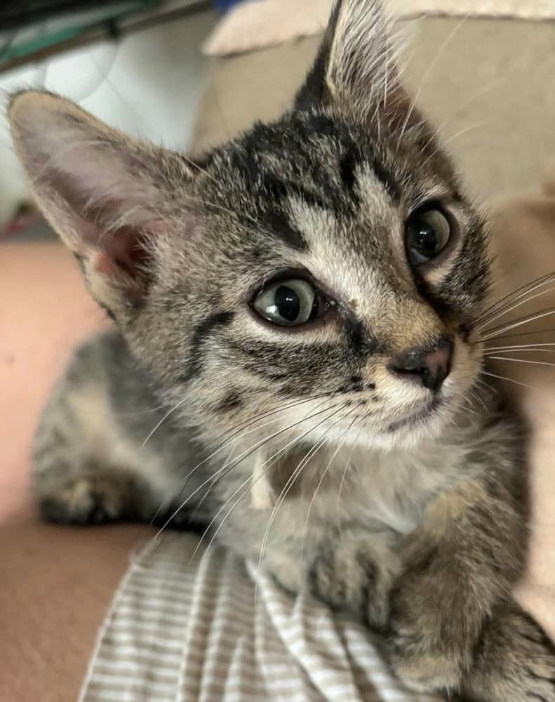 Eugene - Domestic Short Hair