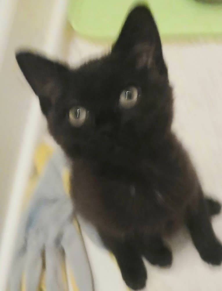 Stacy - Domestic Short Hair