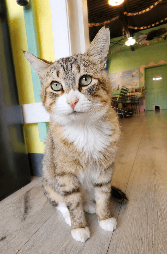 Outlaw - Domestic Short Hair