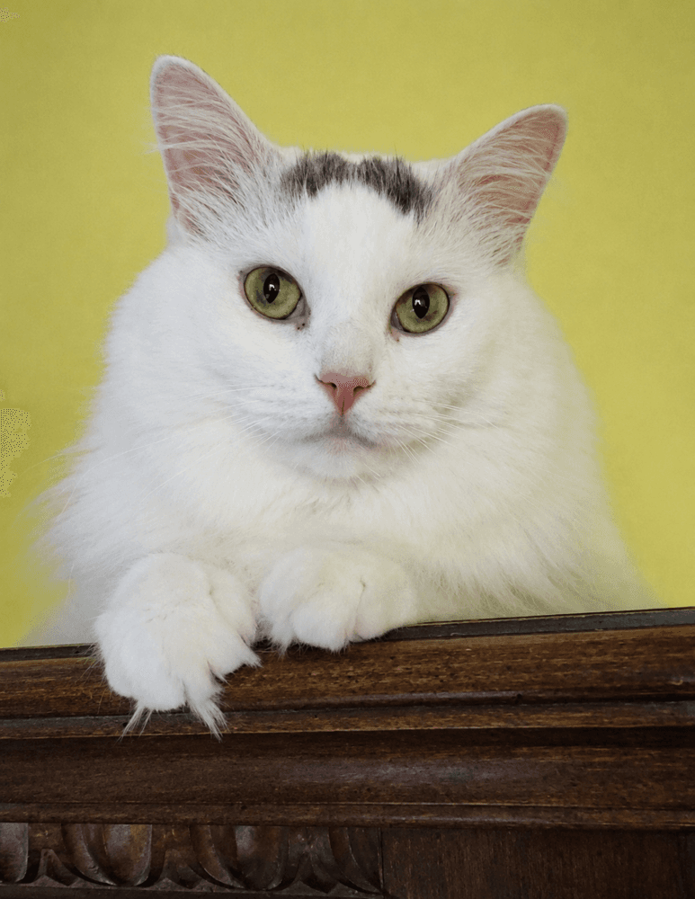 David Bowie Aka Willy - Turkish Van