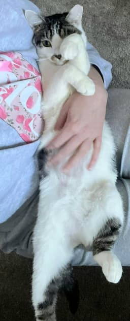 Milo image 2