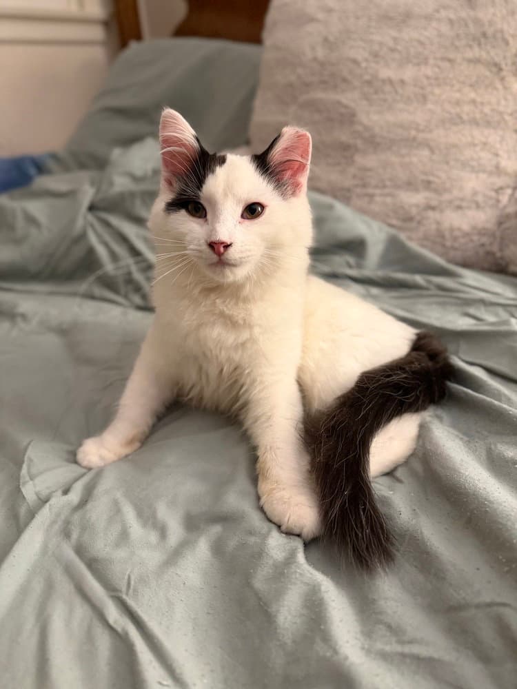 Gojo - Domestic Medium Hair
