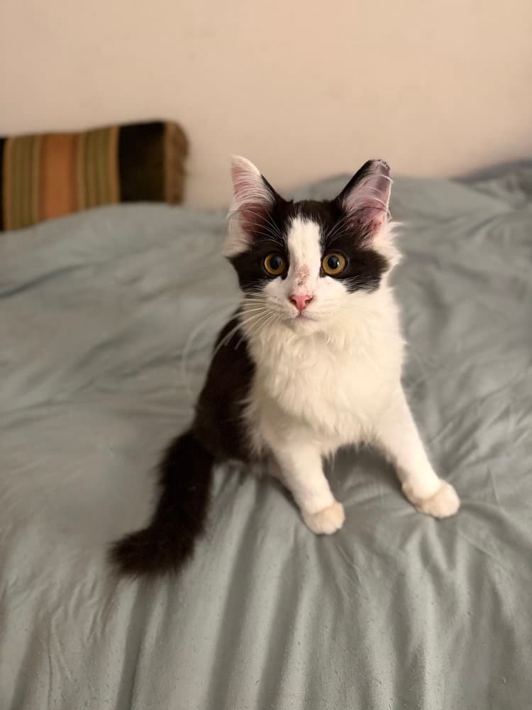 Nobara - Domestic Medium Hair
