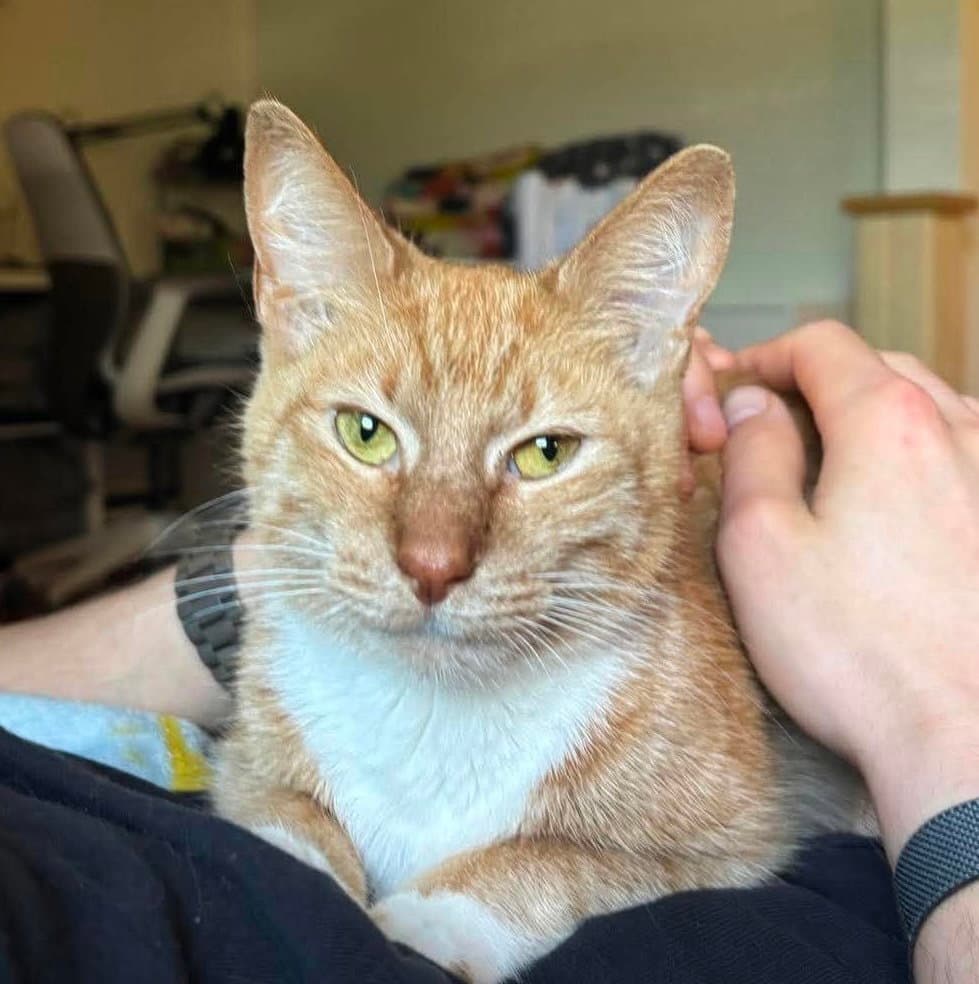 Coco - Domestic Short Hair