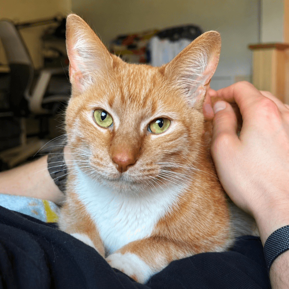 Coco - Domestic Short Hair