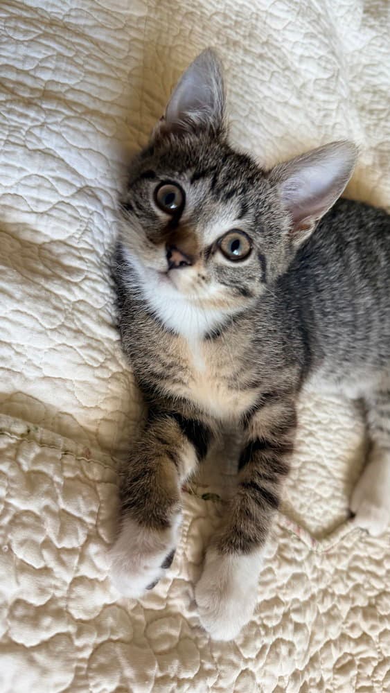 Patter - Domestic Short Hair