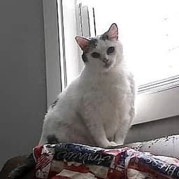 Kitty image 1