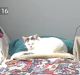 Kitty image 2