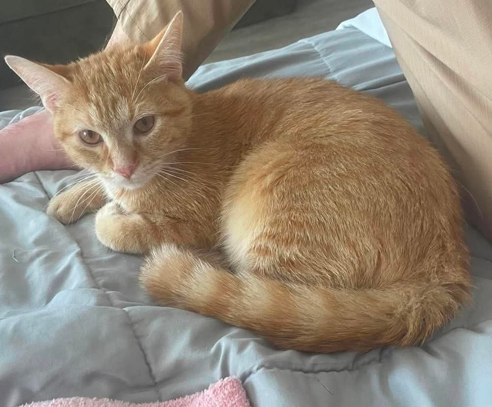 Persimmon - Domestic Short Hair