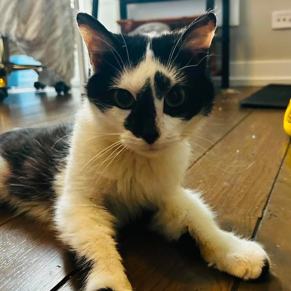 Domino - Domestic Short Hair