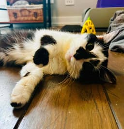 Domino image 2