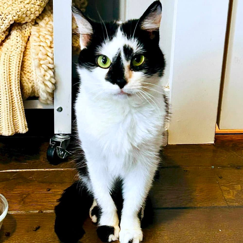 Domino - Domestic Short Hair