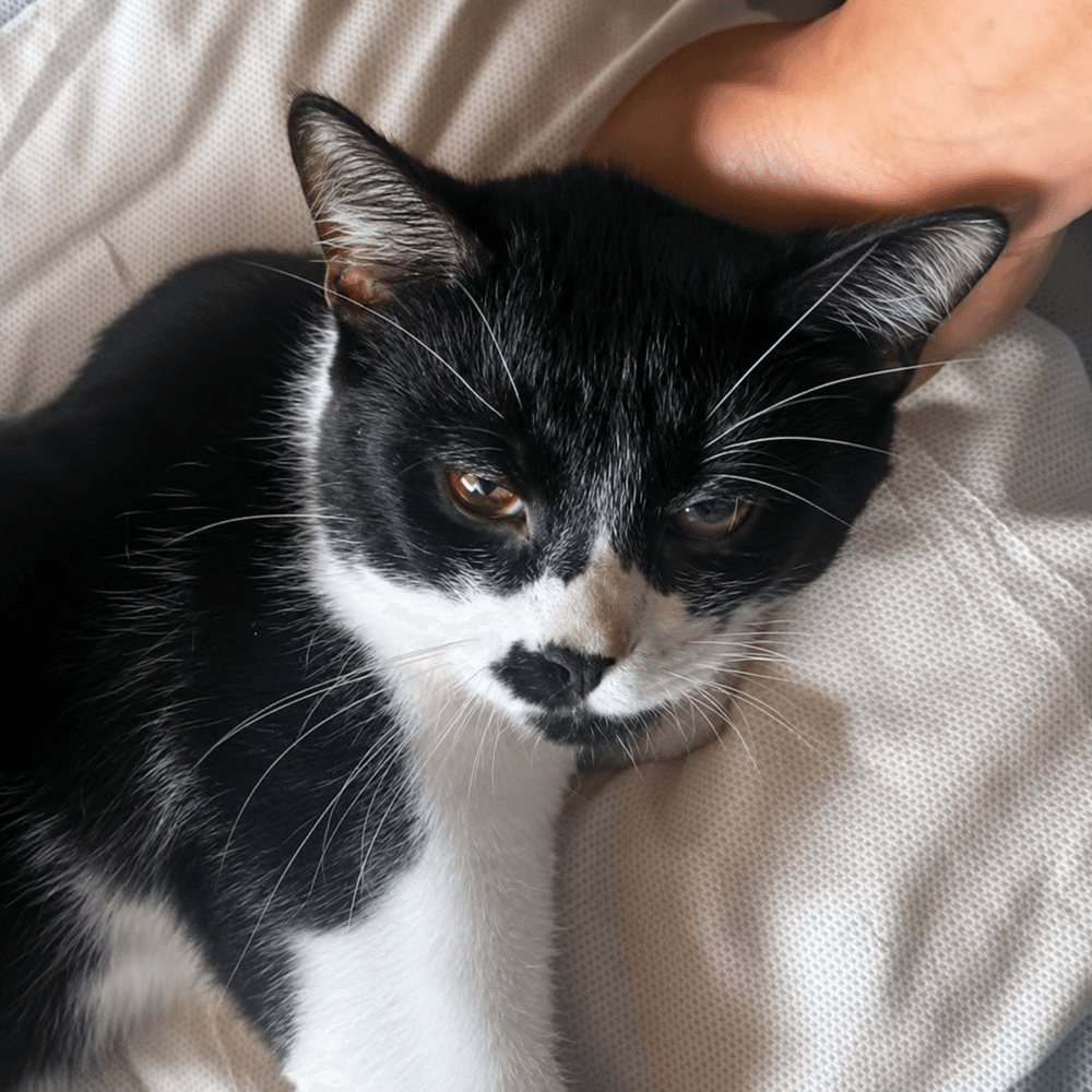 Rizzo - Domestic Short Hair