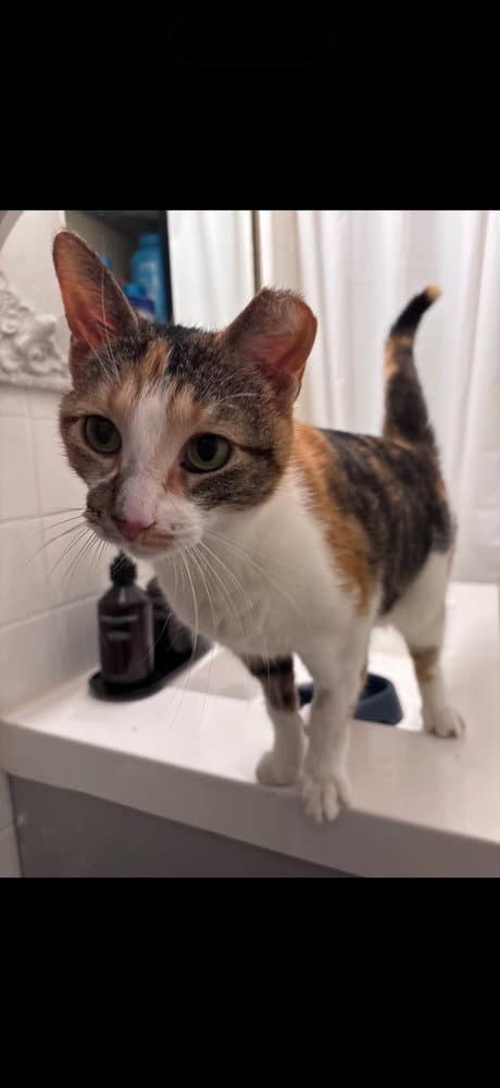 Bella Pajama - Domestic Short Hair