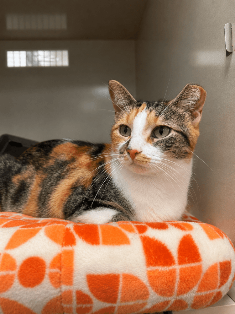 Bella Pajama - Domestic Short Hair