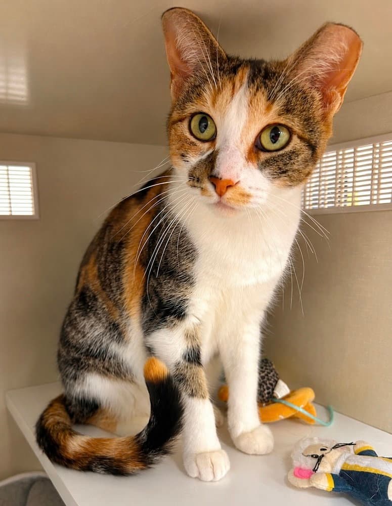Bella Pajama - Domestic Short Hair