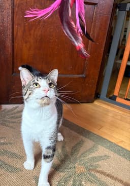 Simon image 1