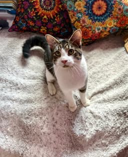 Simon image 2