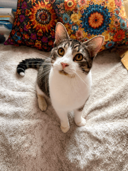 Simon image 3