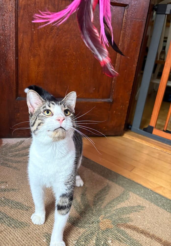 Simon - Domestic Short Hair