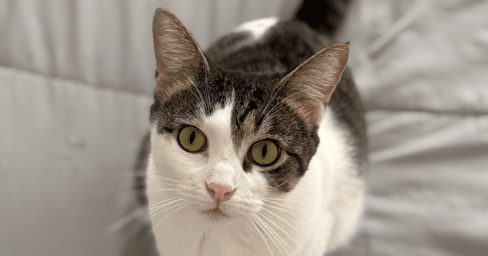 Sugar - Domestic Short Hair