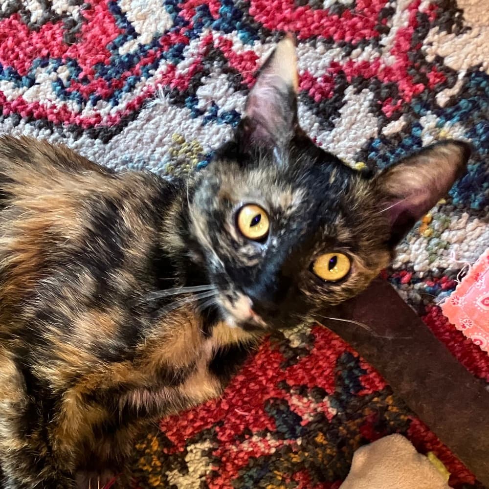 Pintura - Domestic Short Hair