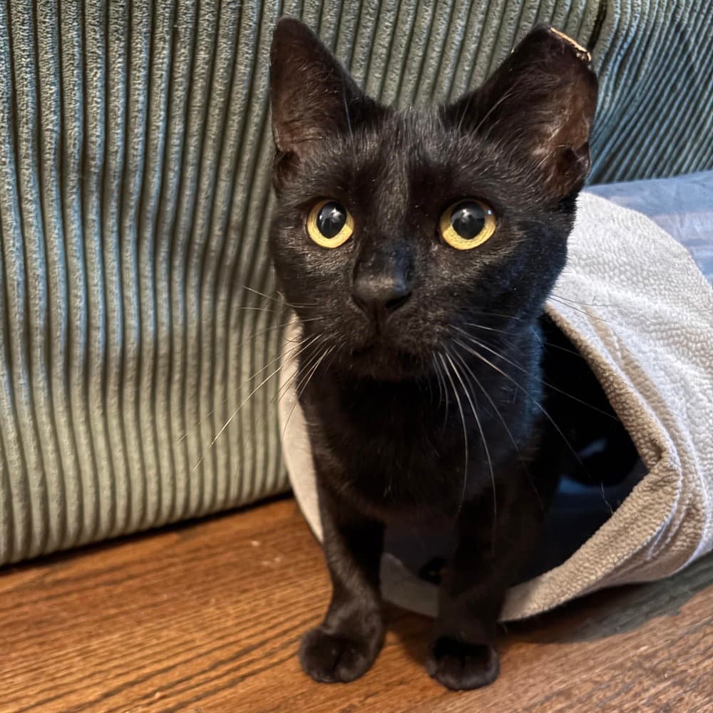 Lucky Buttons - Domestic Short Hair