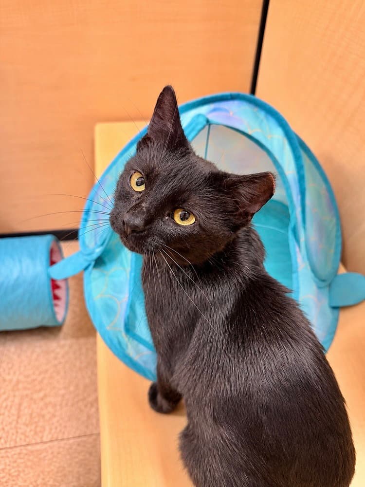Lucky Buttons - Domestic Short Hair
