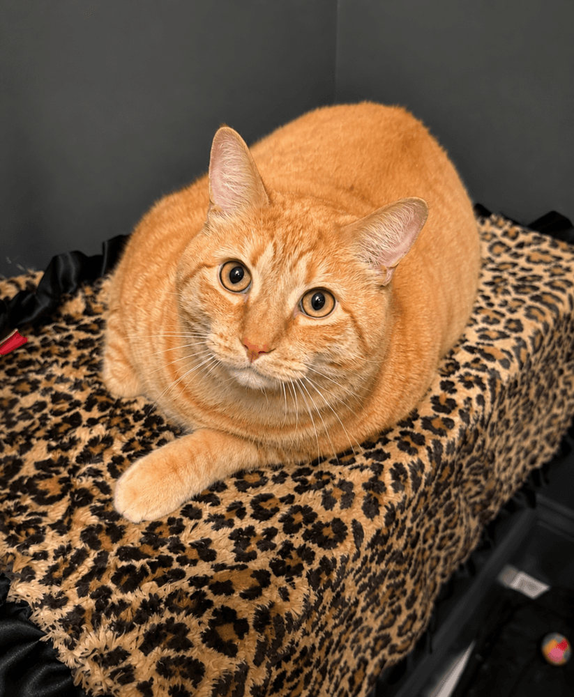 The Great Pumpkin - Domestic Short Hair