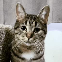 Rascal Aka Sporkie image 2