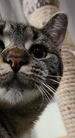 Rascal Aka Sporkie image 3