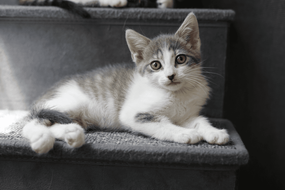 Joy Wednesday - Domestic Short Hair