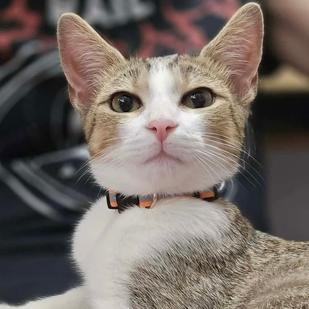 Jimmie - Domestic Short Hair