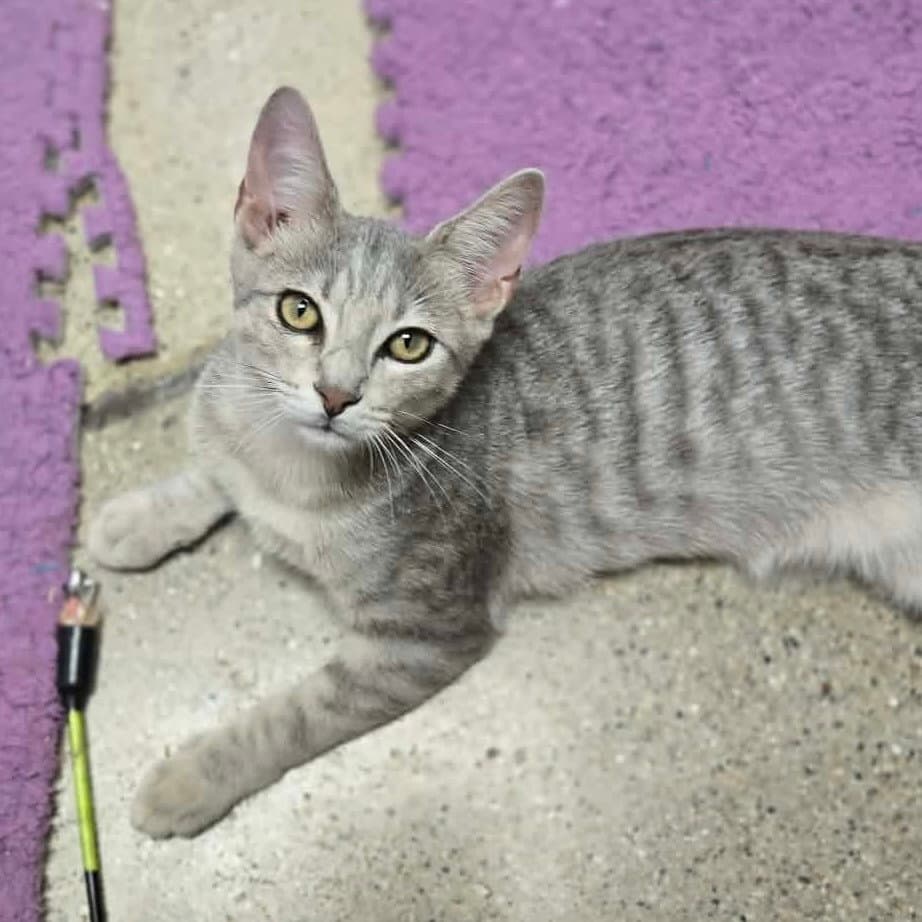 Brucie - Domestic Short Hair