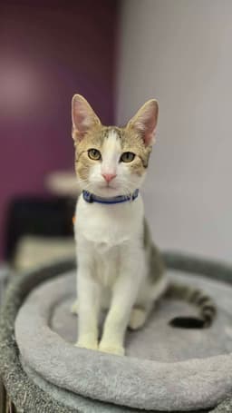Louie image 1