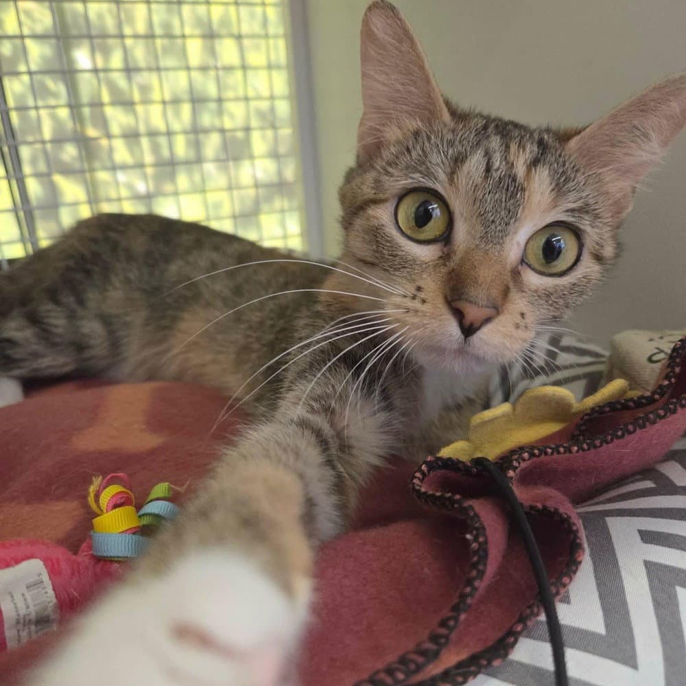 Mayia - Domestic Short Hair