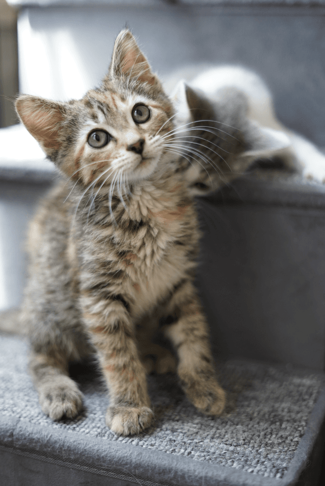 Binny Morticia - Domestic Short Hair