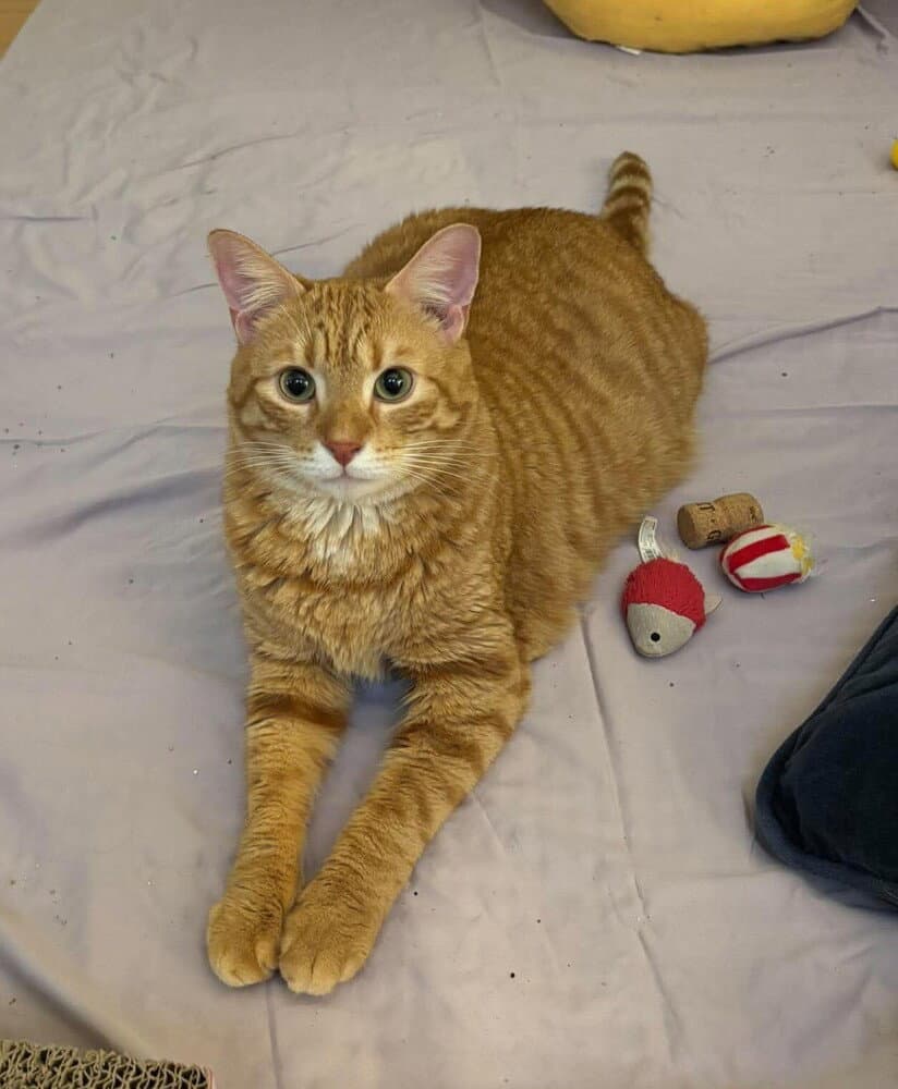 Coffee - Domestic Short Hair