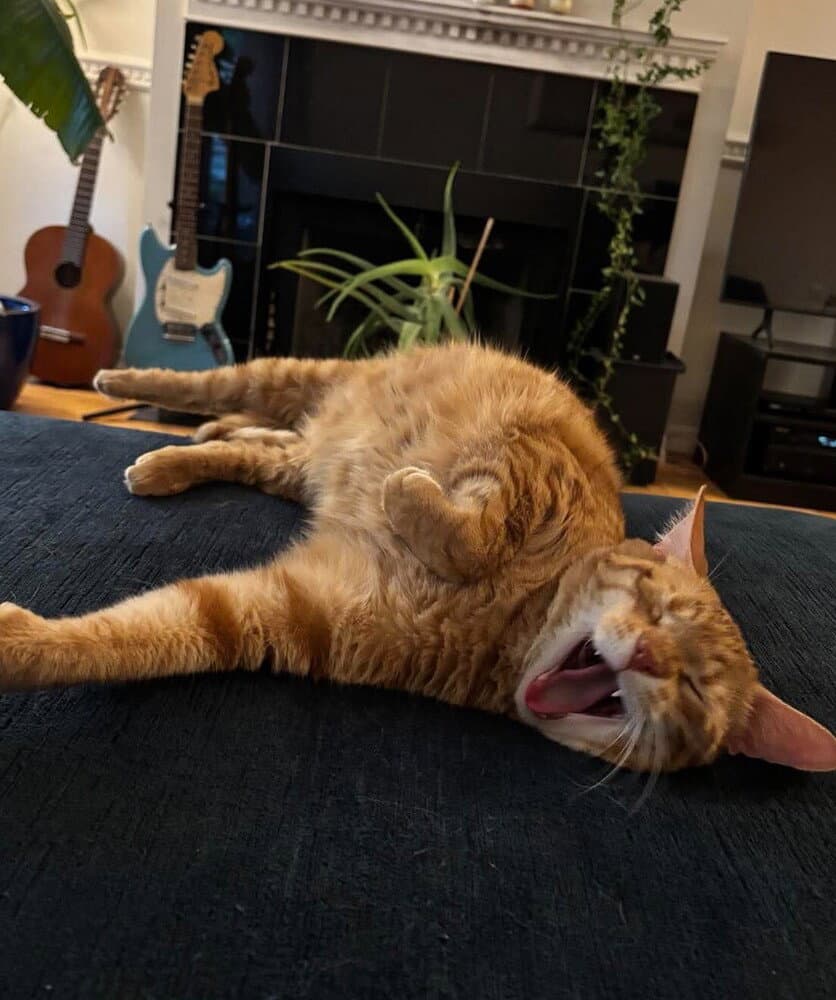 Coffee - Domestic Short Hair