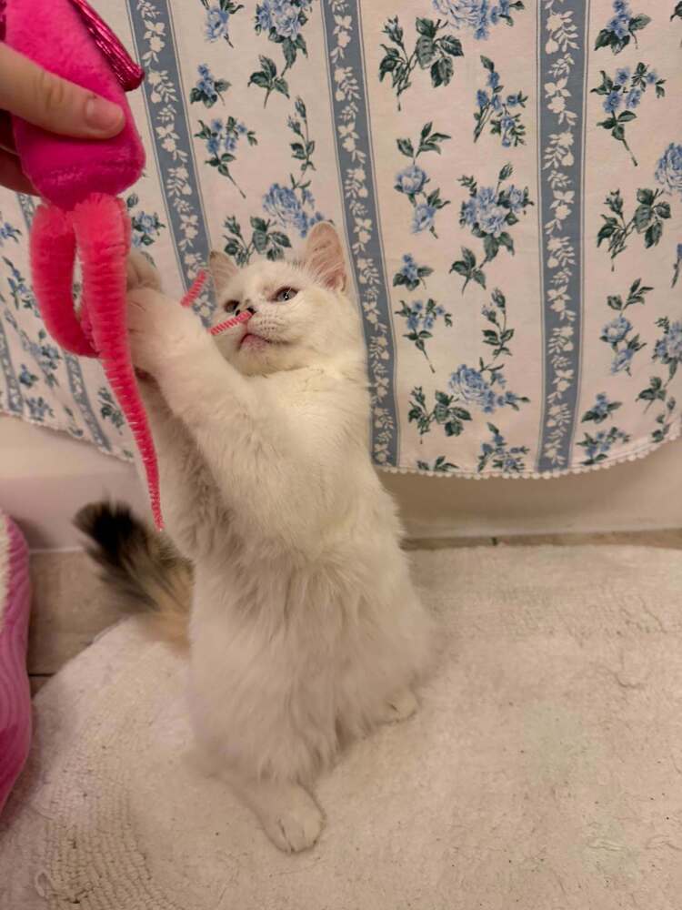 Luna - Domestic Medium Hair