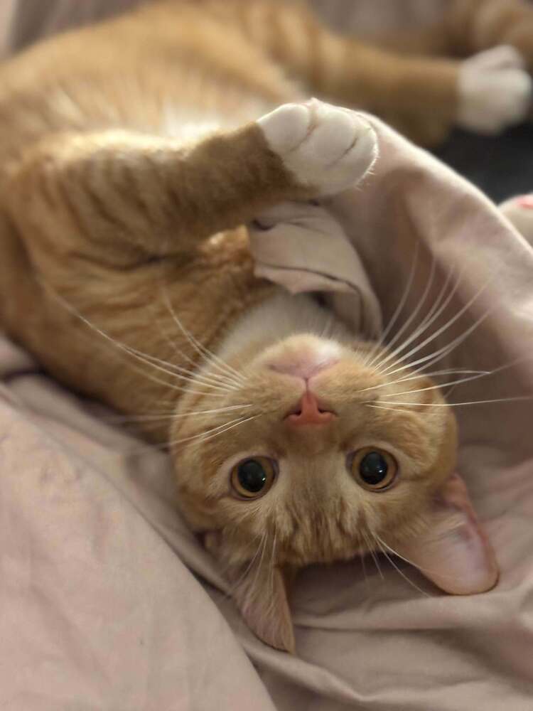 Cheesecake - Domestic Short Hair