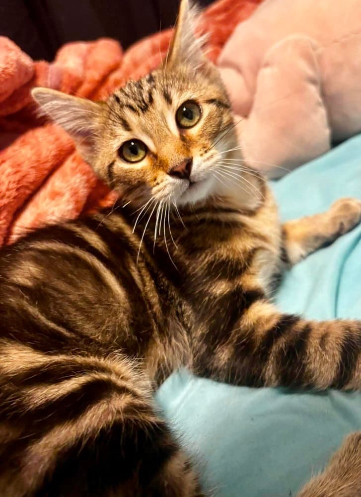 Big Boi - Domestic Medium Hair
