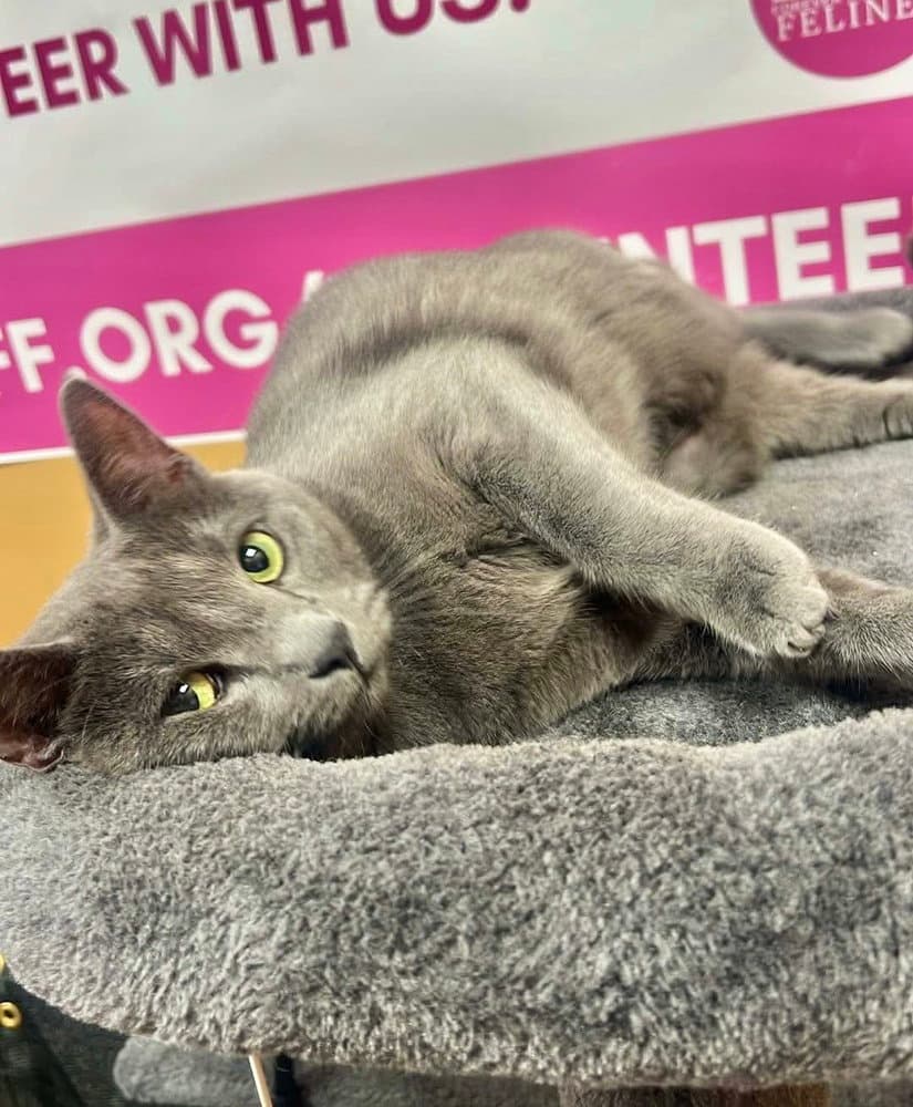 Smoke - Russian Blue